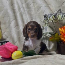 Chocolate Pie - Piebald female Dachshund puppy in Bon Air, Tennessee from Clemons Mini Dachshunds of Tennessee