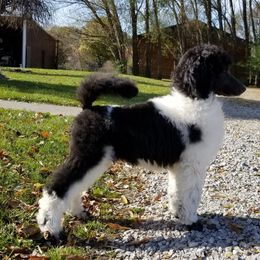 Poodle Puppies from N'Co. Parti Poodles