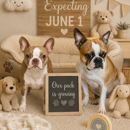 Boston Terrier puppies from Valerie’s Boston Terriers