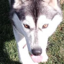 Siberian Huskies from Forever Young Siberian Huskies