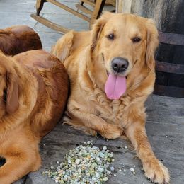 Golden Retrievers from Wallace Golden Retriever's