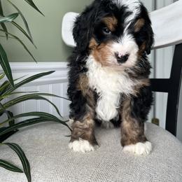 Bentley - Tri-color male Bernedoodle puppy in Holtwood, Pennsylvania from Country Ridge Puppies