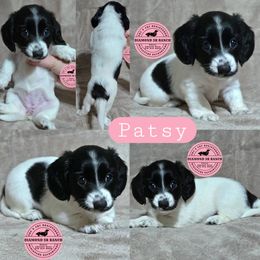 PATSY - Piebald female Dachshund puppy in Columbia, Louisiana from Diamond 5R Ranch AKC & CKC Miniature Dachshunds