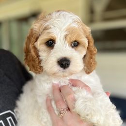 Cavapoos and Cockapoos from Rocky Road Puppies