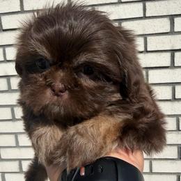 Lucky - Liver male Shih Tzu puppy in Bakersfield, California from Little pumpkin Shih Tzu’s