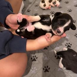 Boy 2 - Black phantom male Aussiedoodle puppy in Martin County, Florida from Biggie Ranch