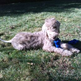 Bedlington Terrier Puppies from Bonnybrook Bedlington Terriers