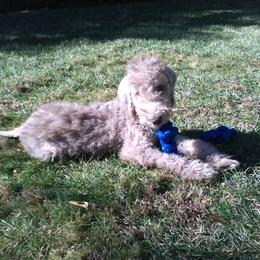 Bedlington Terrier Puppies from Bonnybrook Bedlington Terriers