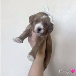 Honey - Red  female Goldendoodle puppy in Crothersville, Indiana from Wischmeier’s Doodles