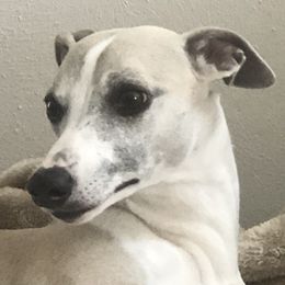 Mia - Whippet