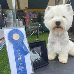 Hagrid - West Highland White Terrier