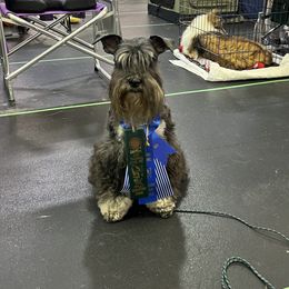 Crush - Miniature Schnauzer