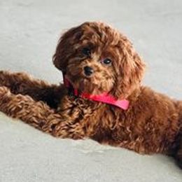 Cavapoos, Cockapoos, Cocker Spaniels, and Goldendoodles from Red Stick Kennels, LLC