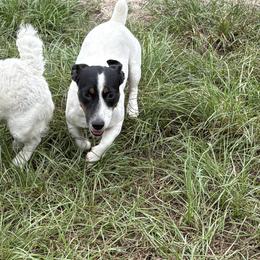 Junior - Jack Russell Terrier