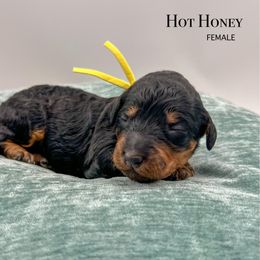 Hot Honey - Phantom female Bernedoodle puppy in Sunman, Indiana from Brunsman Country Doodles LLC