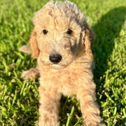 George - Apricot male Goldendoodle puppy in Pasadena, Texas from Toledo Creek Doodles