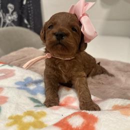 Morrgan pink - Red  female Goldendoodle puppy in Shingle Springs, California from Creamy Retrievers