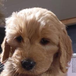 Goldendoodles and Labradoodles from Caldron Falls Doodles and Poodles