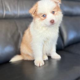 Maui - Red and white Pomsky puppy in Lewiston, Minnesota from Family Pomsky