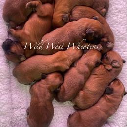Girl 6 - Wheaten female Soft Coated Wheaten Terrier puppy in Dragoon, Arizona from Wild West Wheatens