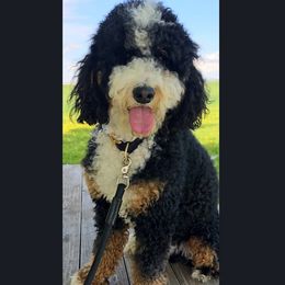 Banjo - Bernedoodle