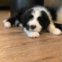 Bernedoodle and Bordoodle Puppies from Divine Doodles