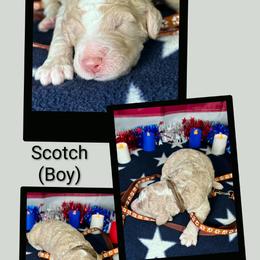 Scotch - Apricot male Goldendoodle puppy in Water Valley, Mississippi from Olympian Doodles
