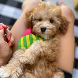 Pumpkin - Bernedoodle