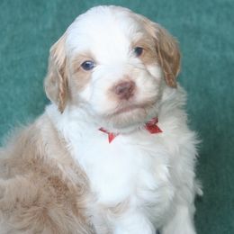 Buddy - Yellow and white male Bernedoodle puppy in Burtchville, Michigan from Sparling's Doodles