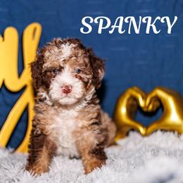 Spanky - Chocolate merle male Bernedoodle puppy in Gilbert, Arizona from Safe Havynn Doodles