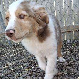Miniature Australian Shepherd Puppies from Aussies Acre