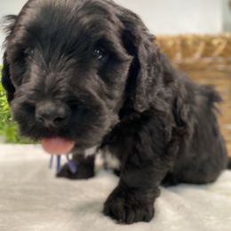 Cavapoo and Goldendoodle Puppies from AnnaBella Doodle
