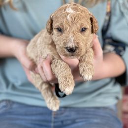 Goldendoodle Puppies from Muddydoodles