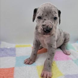 Charlotte - Merle female Great Dane puppy in Kannapolis, North Carolina from Carolina Great Danes & Toy Poodles