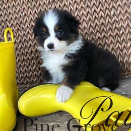 Australian Shepherd Puppies from Pine Grove Aussies