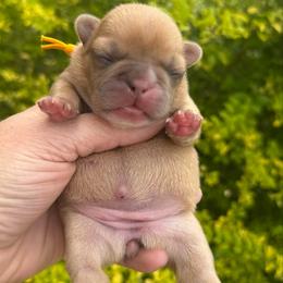 Sunny - Fawn and white female French Bulldog puppy in Willis, Texas from Grandiose Frenchies