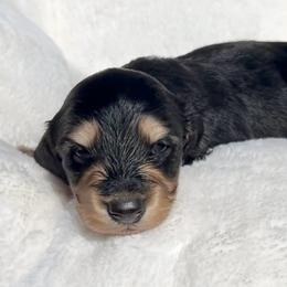 Black and Cream -- Male 1 - Black and cream male Dachshund puppy in Kalama, Washington from Dazzling Doxies