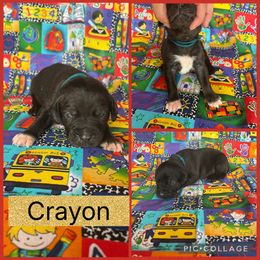 Crayon - Black male Catahoula Leopard Dog puppy in Forbes, Minnesota from North Country Catahoulas