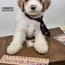 Bernedoodle and Goldendoodle Puppies from Granton Creek
