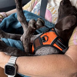 German Shorthaired Pointer Puppies from Howell Farm GSP