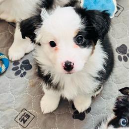 DAISEYLOVE - Black & white female Miniature Australian Shepherd puppy in California from Elsa’s lil Wiggle Butts