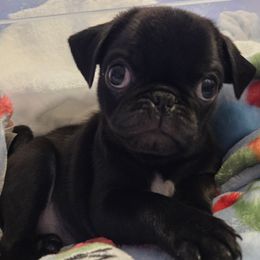 Black Male - Black male Pug puppy in Pinson, Alabama from Circus Pugs & Frenchies