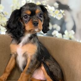 Miso - Tri-color female Cavalier King Charles Spaniel puppy in Yuciapa, California from AlltheDoodlez_