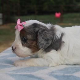 Aussiedoodle, Cavalier King Charles Spaniel, Cavapoo, and Labradoodle Puppies from McDoodles of Texas LLC