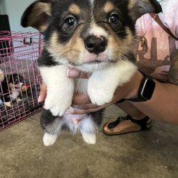 Boy 1 - Pembroke Welsh Corgi puppy in San Diego, California from Peaches Pad