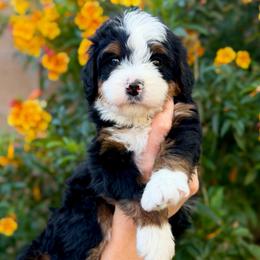 Prescott - Tri-color female Bernedoodle puppy in Gilbert, Arizona from 5280 Bernedoodles