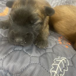 Rocky - Wheaten male Soft Coated Wheaten Terrier puppy in Nokomis, Illinois from Windhill Wheatens