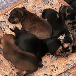 Dachshund Puppies from Witchy Woman’s Wiener’s