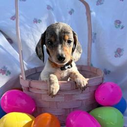Puppy 1 - Black and tan male Dachshund puppy in Riverside, California from Saddle Up Dachshunds