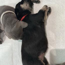Cane Corso Puppies from Willow’s Meadow